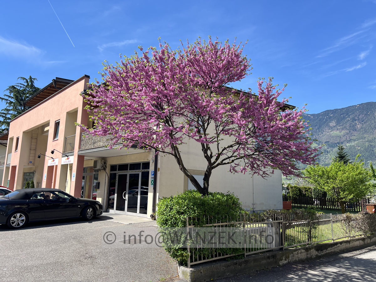 Cercis siliquastrum - 01.jpg